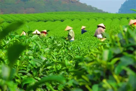 Giới thiệu về ACP
