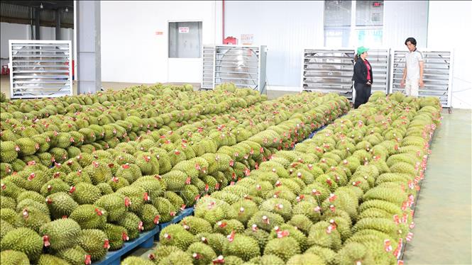Trái cây Việt trước cơ hội bứt phá tại thị trường tỷ dân