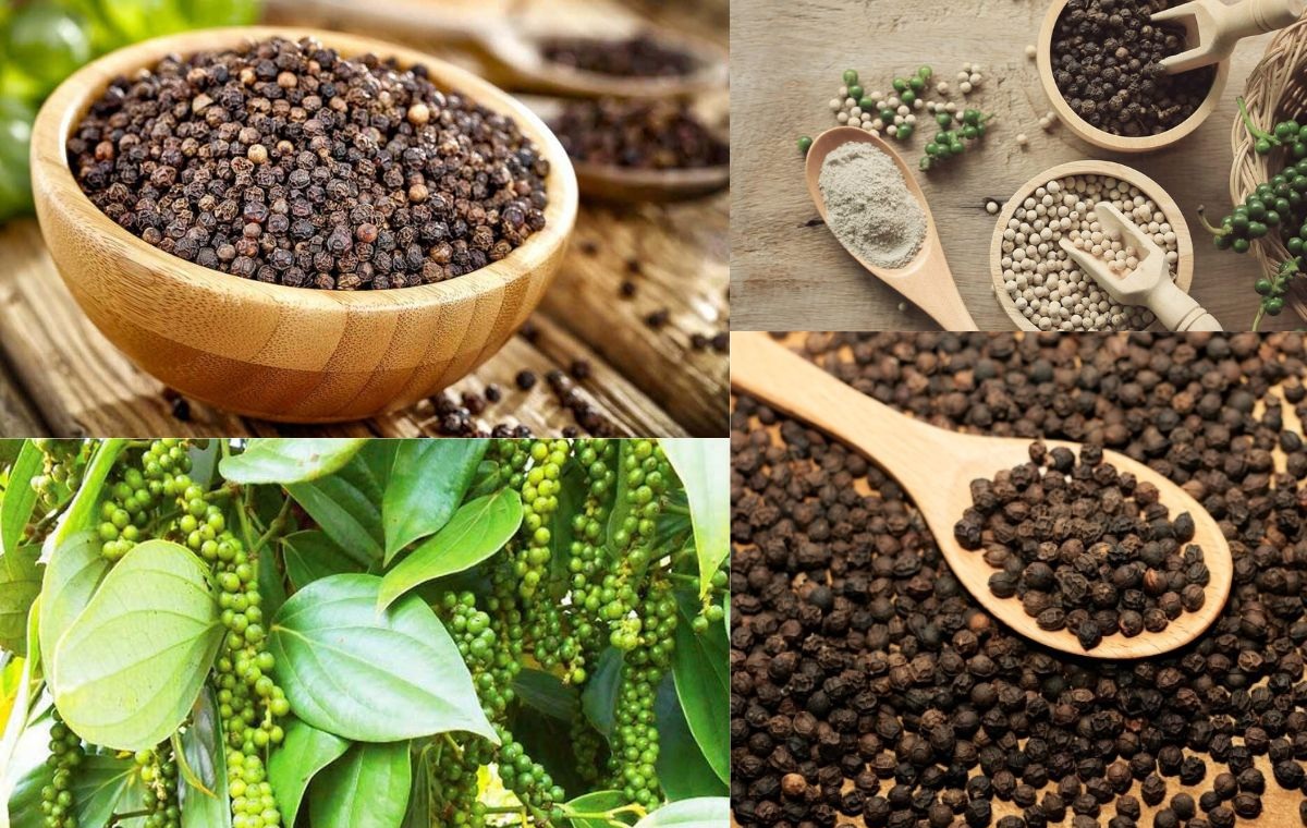 Hồ tiêu Việt Nam giữ vững “ngôi vương” toàn cầu, tăng tốc theo hướng bền vững