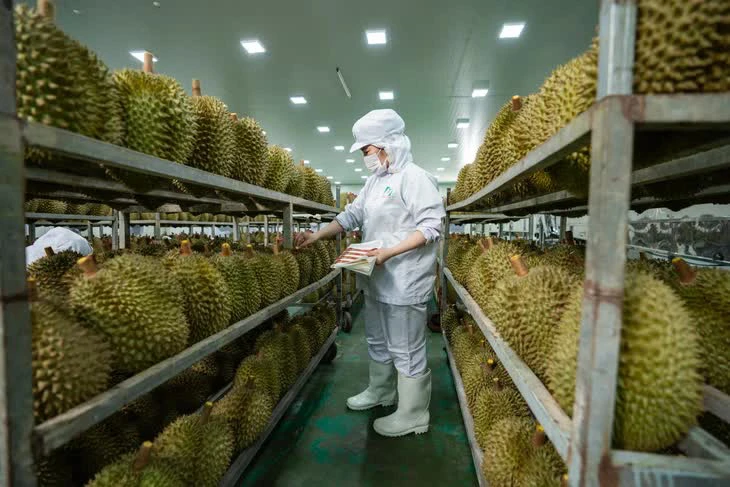 Nghịch lý sầu riêng miền Tây: Vùng nguyên liệu tỉ đô thiếu phòng kiểm nghiệm